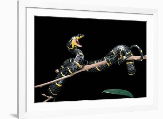 Boiga Dendrophila Melanota (Mangrove Snake)-Paul Starosta-Framed Photographic Print