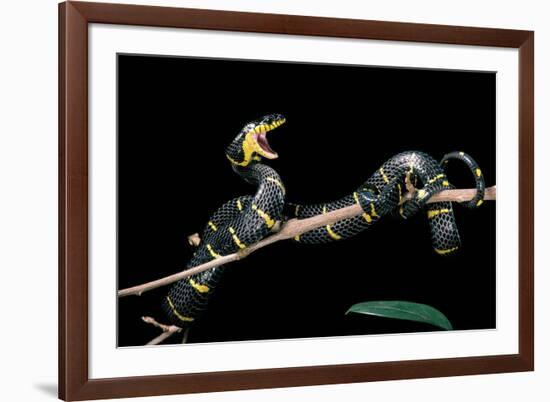 Boiga Dendrophila Melanota (Mangrove Snake)-Paul Starosta-Framed Photographic Print