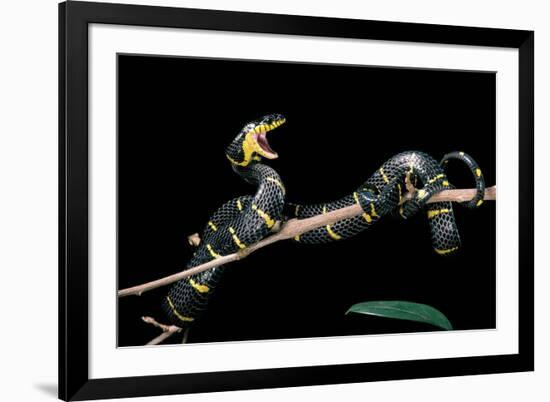 Boiga Dendrophila Melanota (Mangrove Snake)-Paul Starosta-Framed Photographic Print