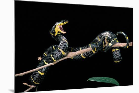 Boiga Dendrophila Melanota (Mangrove Snake)-Paul Starosta-Mounted Photographic Print