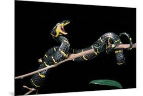 Boiga Dendrophila Melanota (Mangrove Snake)-Paul Starosta-Mounted Photographic Print