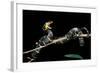 Boiga Dendrophila Melanota (Mangrove Snake)-Paul Starosta-Framed Photographic Print