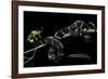 Boiga Dendrophila Melanota (Mangrove Snake)-Paul Starosta-Framed Photographic Print