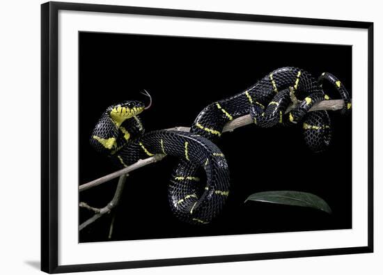 Boiga Dendrophila Melanota (Mangrove Snake)-Paul Starosta-Framed Photographic Print