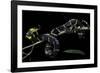 Boiga Dendrophila Melanota (Mangrove Snake)-Paul Starosta-Framed Photographic Print