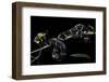 Boiga Dendrophila Melanota (Mangrove Snake)-Paul Starosta-Framed Photographic Print