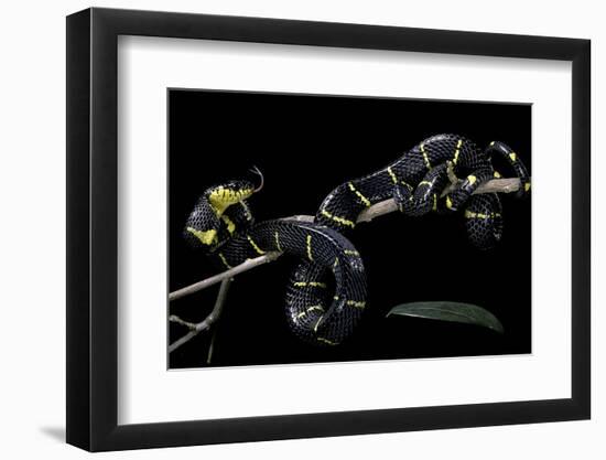 Boiga Dendrophila Melanota (Mangrove Snake)-Paul Starosta-Framed Photographic Print