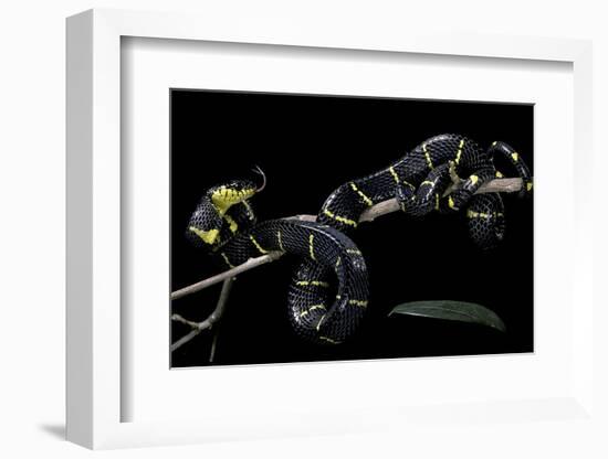 Boiga Dendrophila Melanota (Mangrove Snake)-Paul Starosta-Framed Photographic Print