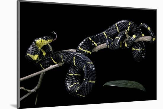 Boiga Dendrophila Melanota (Mangrove Snake)-Paul Starosta-Mounted Photographic Print