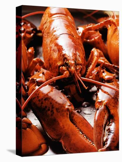 Boiled Lobsters-null-Stretched Canvas