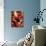 Boiled Lobsters-null-Photographic Print displayed on a wall