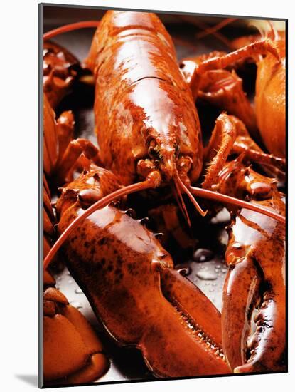 Boiled Lobsters-null-Mounted Photographic Print