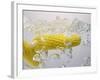 Boiling Sweetcorn, 2003-Norman Hollands-Framed Photographic Print