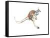 Boing, (Red Kangaroo), 2012-Mark Adlington-Framed Stretched Canvas