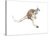 Boing, (Red Kangaroo), 2012-Mark Adlington-Stretched Canvas