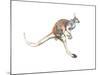 Boing, (Red Kangaroo), 2012-Mark Adlington-Mounted Giclee Print