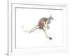 Boing, (Red Kangaroo), 2012-Mark Adlington-Framed Giclee Print