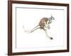 Boing, (Red Kangaroo), 2012-Mark Adlington-Framed Giclee Print