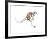 Boing, (Red Kangaroo), 2012-Mark Adlington-Framed Giclee Print