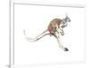 Boing, (Red Kangaroo), 2012-Mark Adlington-Framed Giclee Print