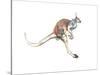 Boing, (Red Kangaroo), 2012-Mark Adlington-Stretched Canvas