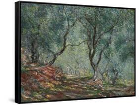 Bois D'Oliviers Au Jardin Moreno, 1884-Claude Monet-Framed Stretched Canvas