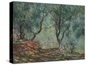 Bois D'Oliviers Au Jardin Moreno, 1884-Claude Monet-Stretched Canvas