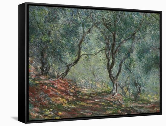 Bois D'Oliviers Au Jardin Moreno, 1884-Claude Monet-Framed Stretched Canvas