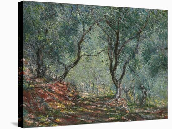 Bois D'Oliviers Au Jardin Moreno, 1884-Claude Monet-Stretched Canvas