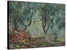 Bois D'Oliviers Au Jardin Moreno, 1884-Claude Monet-Stretched Canvas