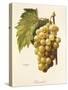 Boisselot Grape-A. Kreyder-Stretched Canvas