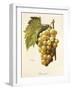 Boisselot Grape-A. Kreyder-Framed Giclee Print