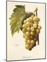 Boisselot Grape-A. Kreyder-Mounted Giclee Print
