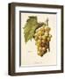 Boisselot Grape-A. Kreyder-Framed Giclee Print