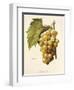 Boisselot Grape-A. Kreyder-Framed Giclee Print