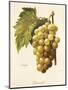 Boisselot Grape-A. Kreyder-Mounted Giclee Print