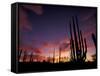 Bojum Tree and Cardon Cactus, Catavina Desert National Reserve, Baja del Norte, Mexico-Gavriel Jecan-Framed Stretched Canvas