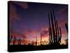 Bojum Tree and Cardon Cactus, Catavina Desert National Reserve, Baja del Norte, Mexico-Gavriel Jecan-Stretched Canvas