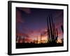 Bojum Tree and Cardon Cactus, Catavina Desert National Reserve, Baja del Norte, Mexico-Gavriel Jecan-Framed Photographic Print