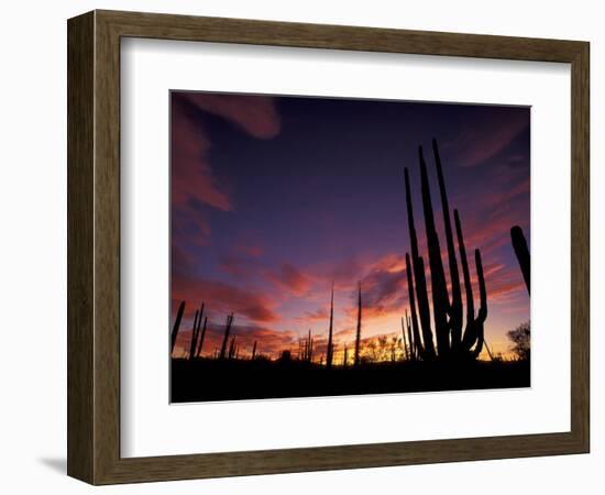 Bojum Tree and Cardon Cactus, Catavina Desert National Reserve, Baja del Norte, Mexico-Gavriel Jecan-Framed Photographic Print