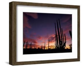 Bojum Tree and Cardon Cactus, Catavina Desert National Reserve, Baja del Norte, Mexico-Gavriel Jecan-Framed Photographic Print