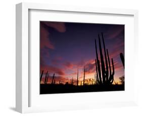 Bojum Tree and Cardon Cactus, Catavina Desert National Reserve, Baja del Norte, Mexico-Gavriel Jecan-Framed Photographic Print