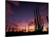 Bojum Tree and Cardon Cactus, Catavina Desert National Reserve, Baja del Norte, Mexico-Gavriel Jecan-Stretched Canvas