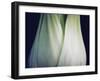 Bok Choy I-Jim Christensen-Framed Photographic Print