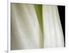 Bok Choy II-Jim Christensen-Framed Photographic Print