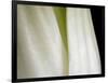 Bok Choy II-Jim Christensen-Framed Photographic Print