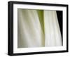 Bok Choy II-Jim Christensen-Framed Photographic Print