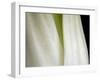 Bok Choy II-Jim Christensen-Framed Photographic Print