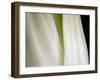 Bok Choy II-Jim Christensen-Framed Photographic Print