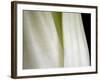 Bok Choy II-Jim Christensen-Framed Photographic Print